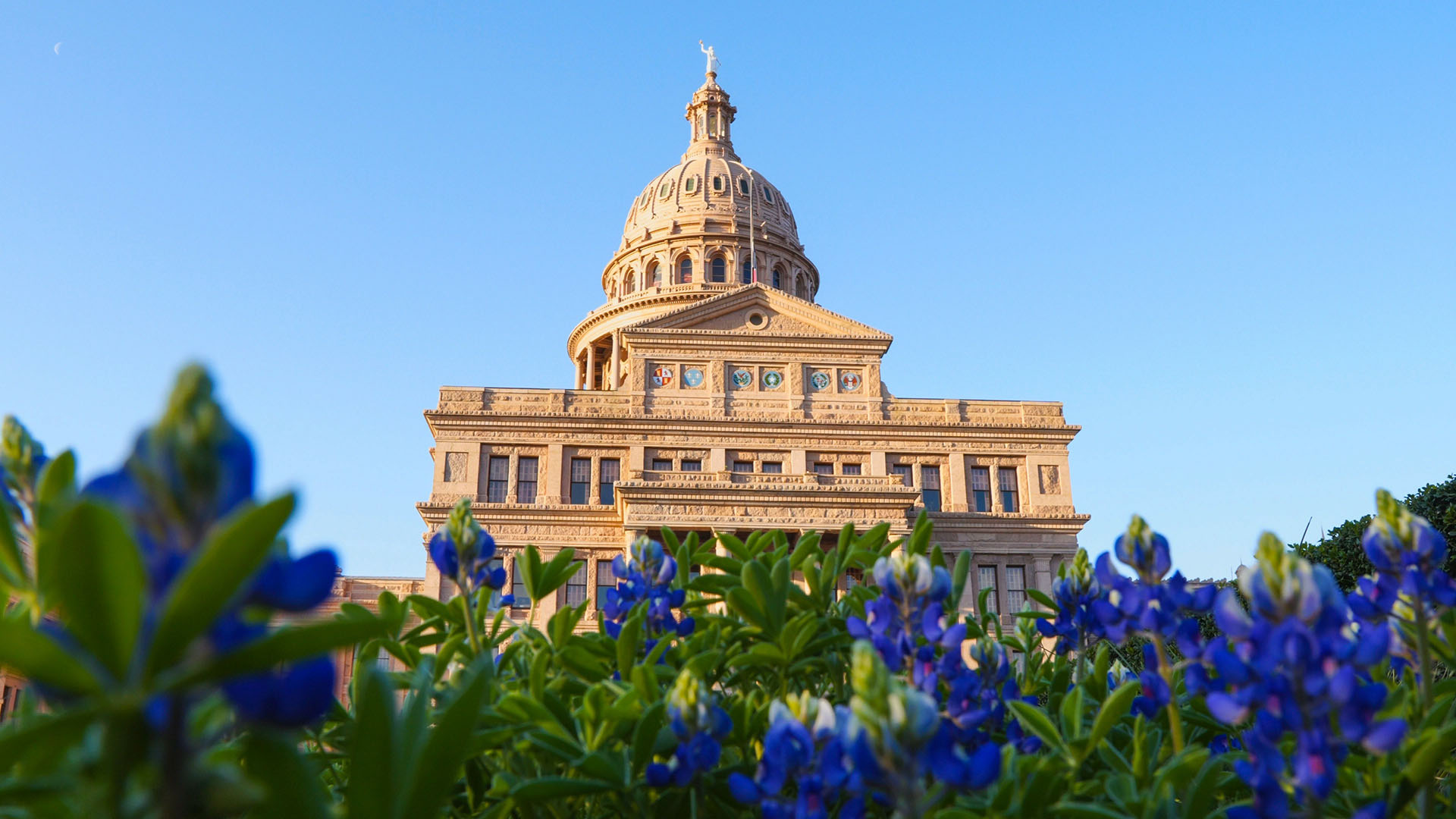 A field of Texas bluebonnets in front of the Austin, illustrating prescription savings across the state with LowerMyRx.